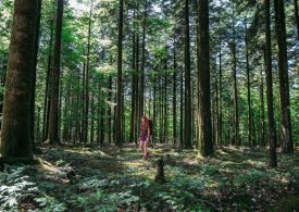 Sur le GR22 dans la foret d'Ecouves