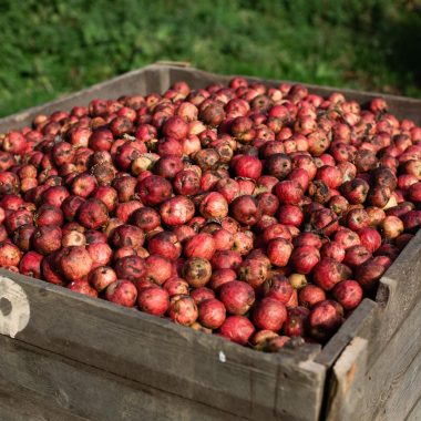 Pommes du pays d'Auge