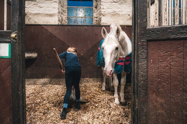 Expérience Soigneur d'un jour au Haras du Pin - © T. Verneuil