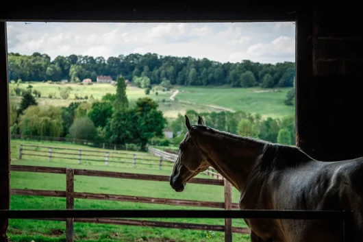 Cheval dans un haras en Normandie