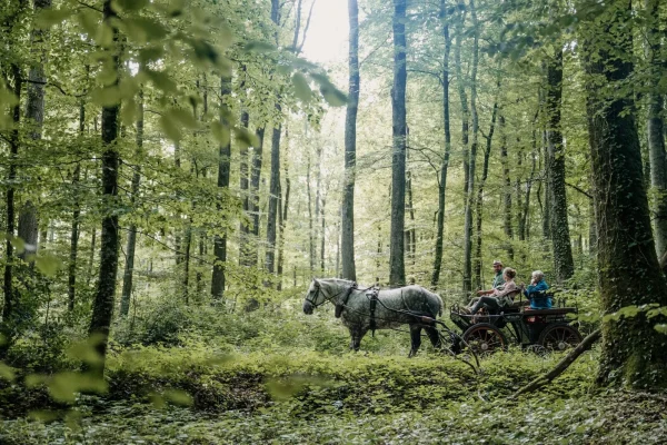 Sortie en attelage dans la forêt de Bellême