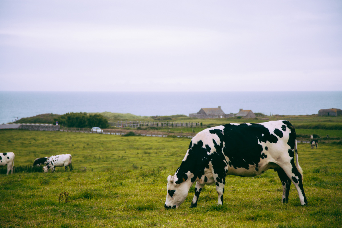 Vache, Anse de Vauville, Cap de la Hague - Cotentin