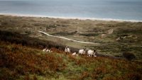 moutons-dunes-biville-amelie-blondiaux-hellolaroux-1600x900